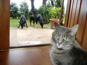 25014-maca.jpg, 55 KB