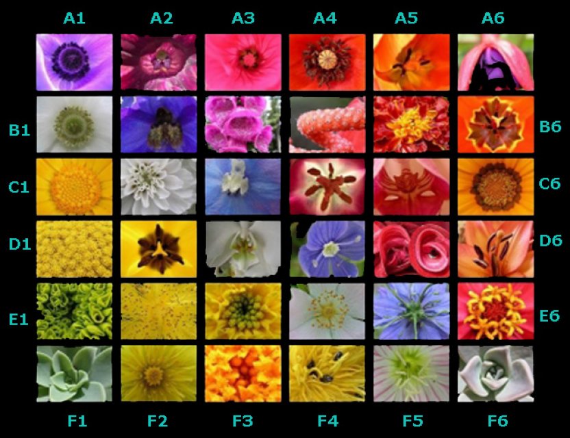 cvetoviV.jpg, 190 KB